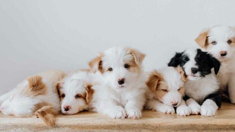 Welpen stubenrein bekommen