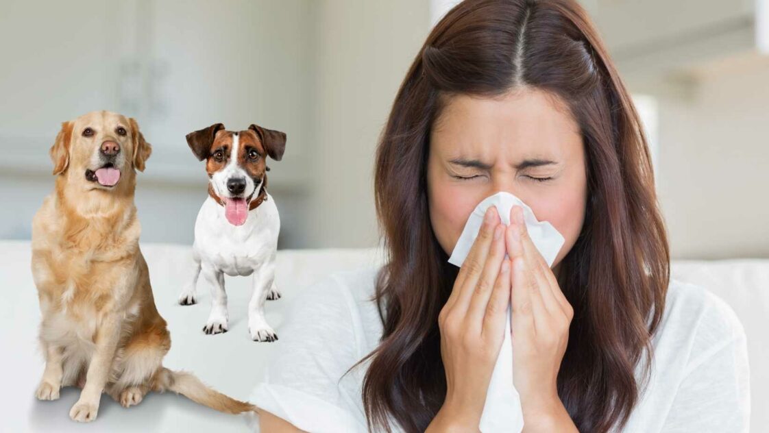 Hunde, die nicht haaren für Allergiker Die ultimative TOP 20 Liste