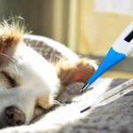 Fieber messen Hund