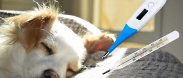 Fieber messen Hund