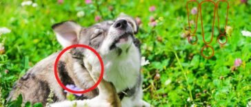 milben hund