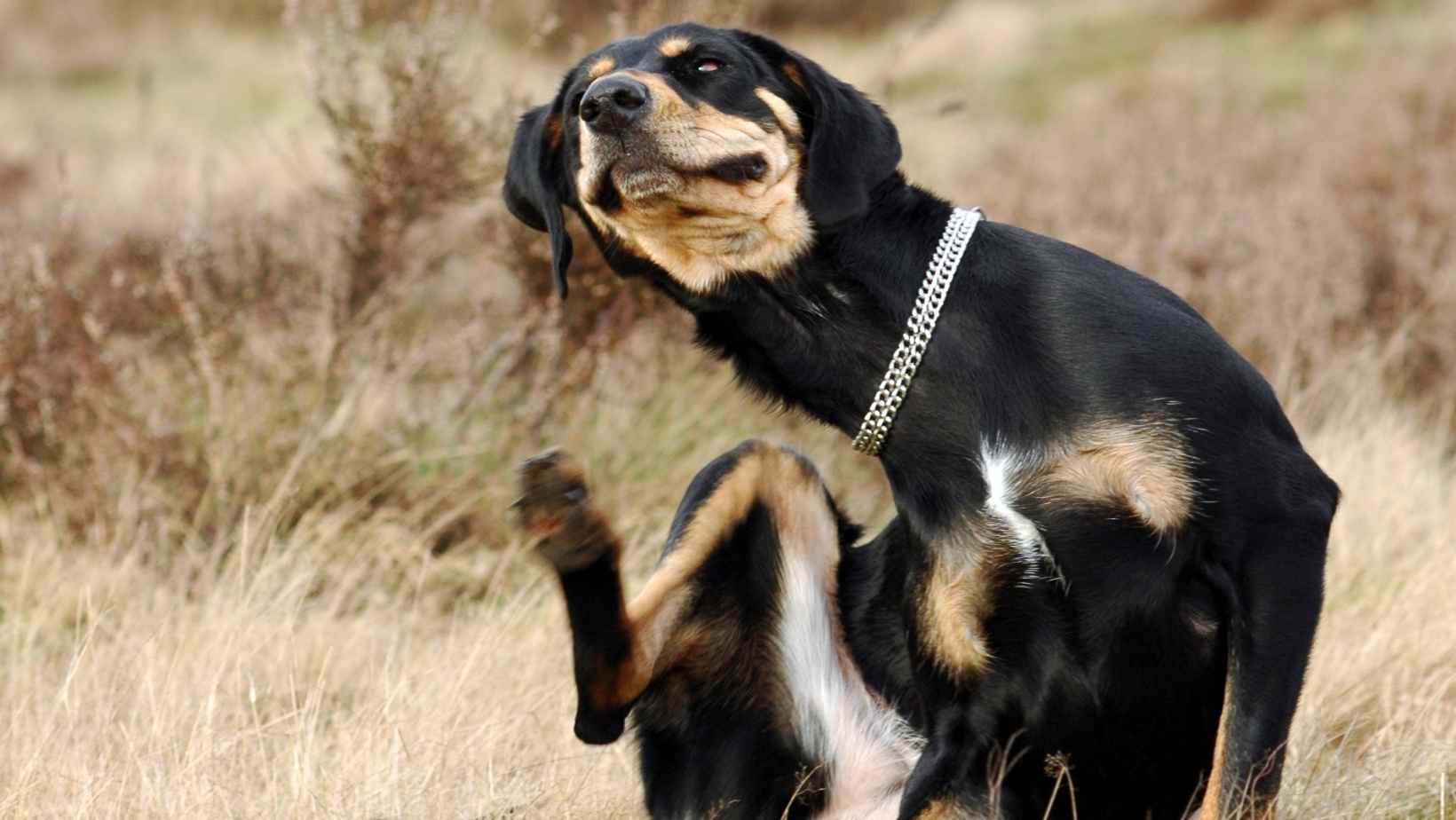 Milben bei Hunden Alles was du wissen musst! Pfotenwiki