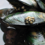 Grünlippmuschel für Hunde