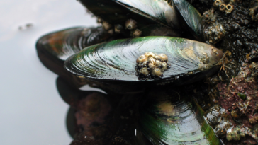 Grünlippmuschel für Hunde