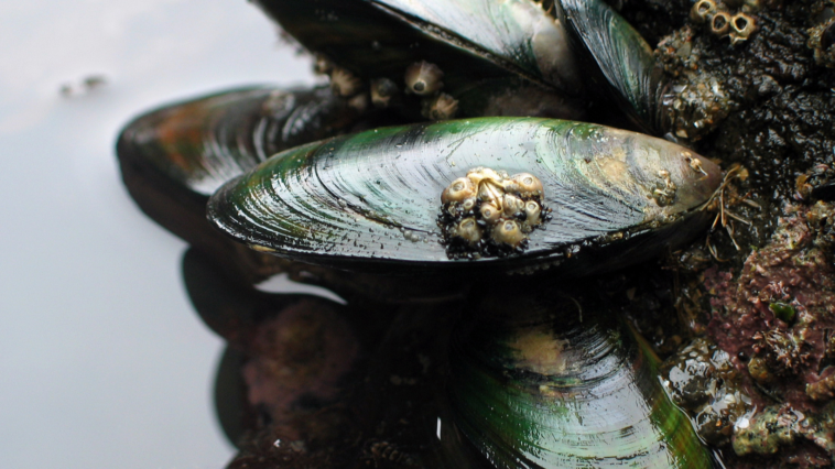 Grünlippmuschel für Hunde