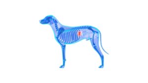 welpen anatomie
