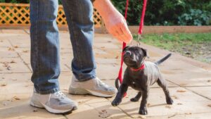 hundegeschirr welpen