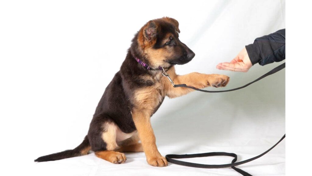 Blindenhund