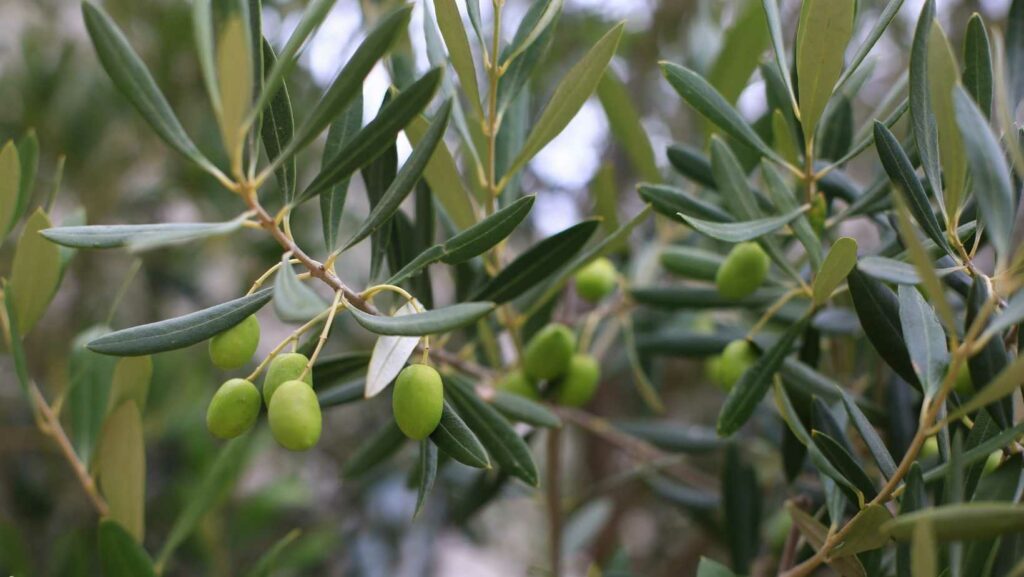 olivenblätter helfen gegen Hefepilz beim Hund