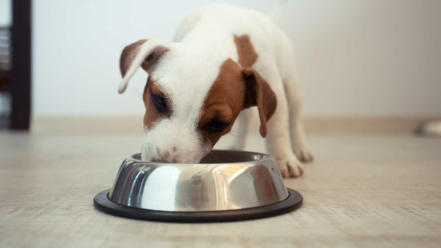 Schluckauf beim Hund Alles was du wissen musst, wenn dein Hund