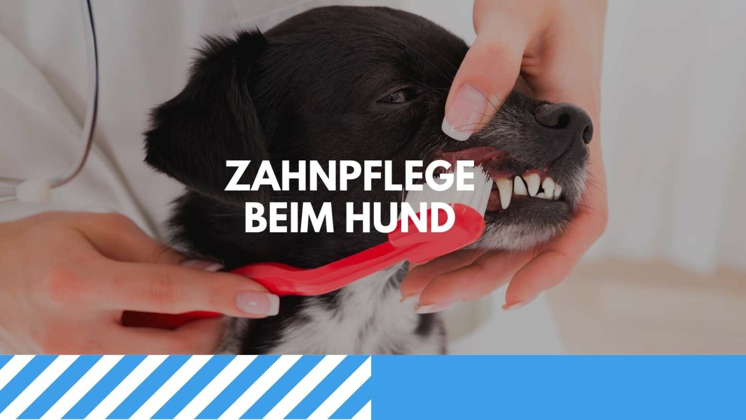 Hundewelpen Der A bis Z Ratgeber für einen erfolgreichen Start