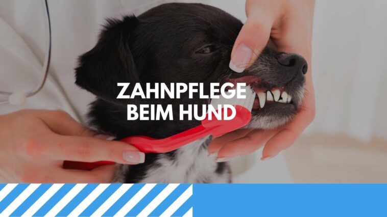 Zahnpflege beim Hund Der Ratgeber für gesunde Vierbeiner Zähne