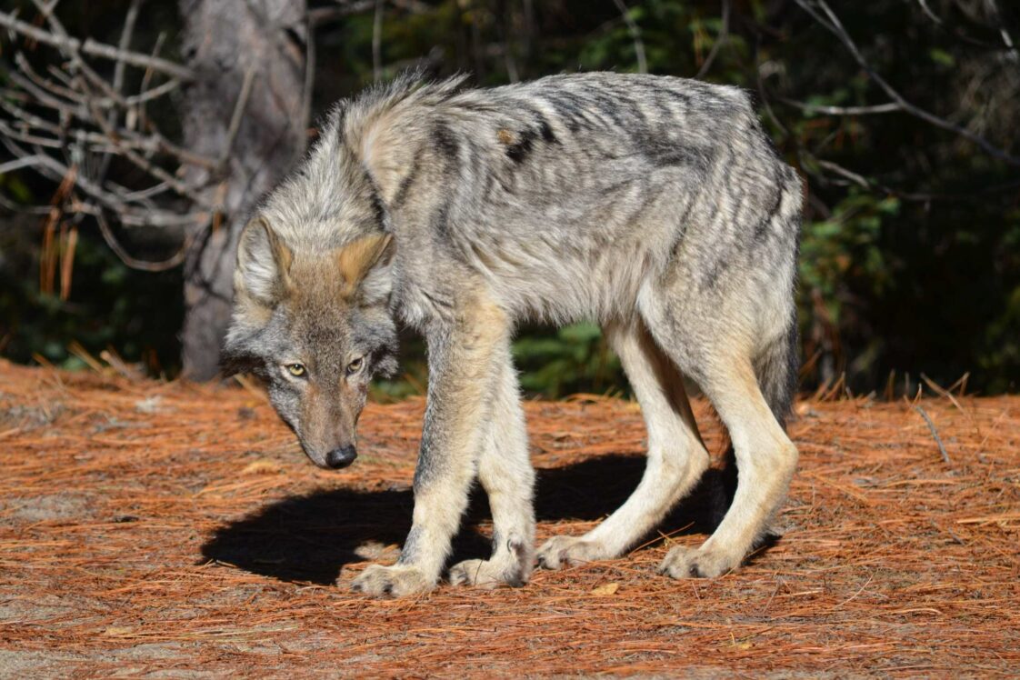 10 beeindruckende Wolfsarten (Fakten, Fotos & mehr) – Pfotenwiki