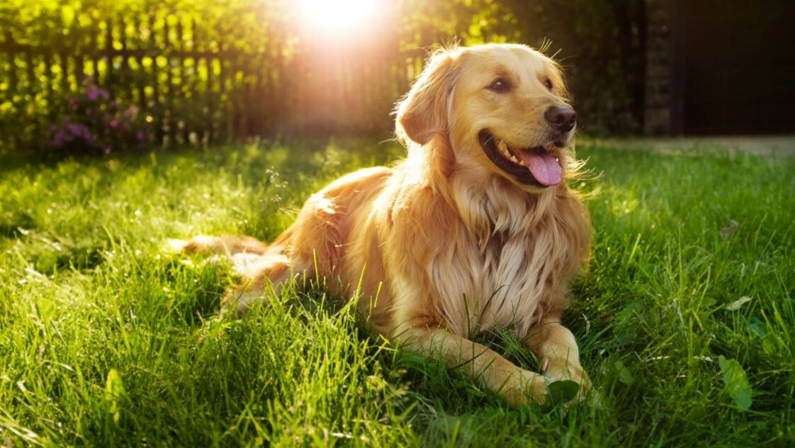 Erwachsener Hund Kotet In Die Wohnung Trotz Gassi Gehen Hund macht in die Wohnung trotz Gassi gehen - 11 Gründe + Lösungen