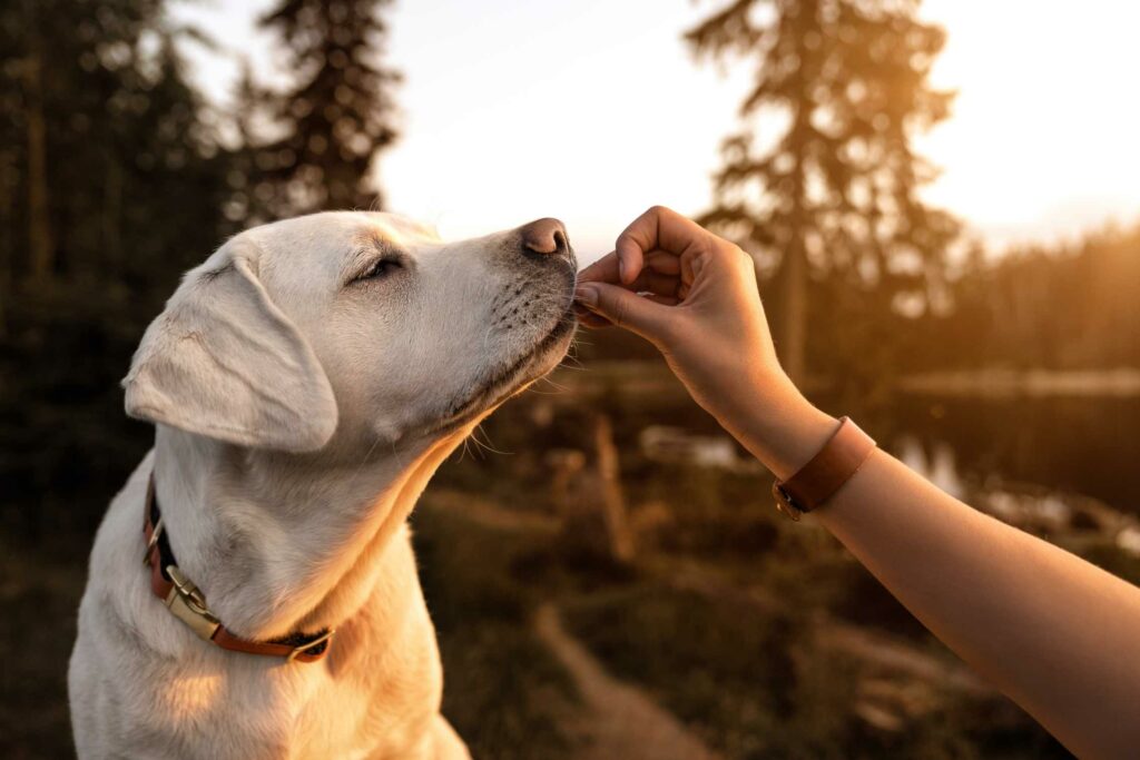 Hund wird mit Haferflocken gefüttert