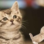 Kleinste Katzenrasse mit süßem Blick