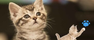 Kleinste Katzenrasse mit süßem Blick