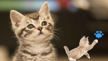 Kleinste Katzenrasse mit süßem Blick