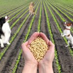Soja für Hunde auf einem Feld