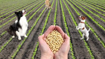 Soja für Hunde auf einem Feld