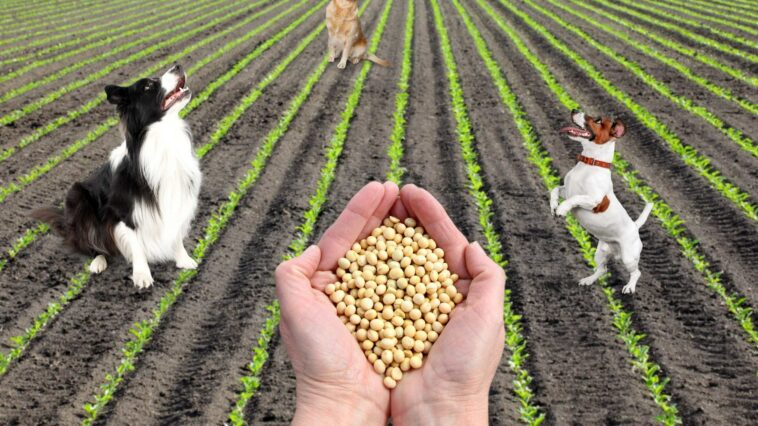 Soja für Hunde auf einem Feld