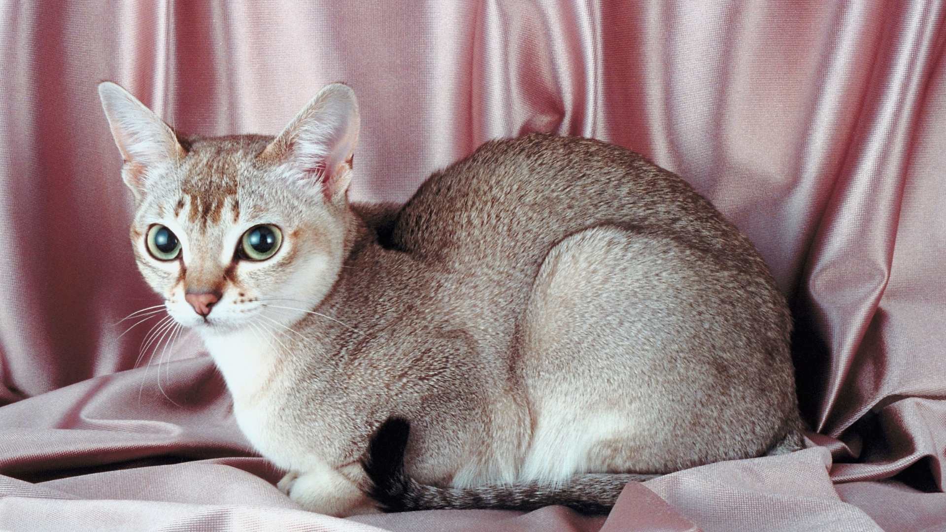 Kleine Katzenrassen - Die Top 7 der kleinsten Katzenrassen der Welt