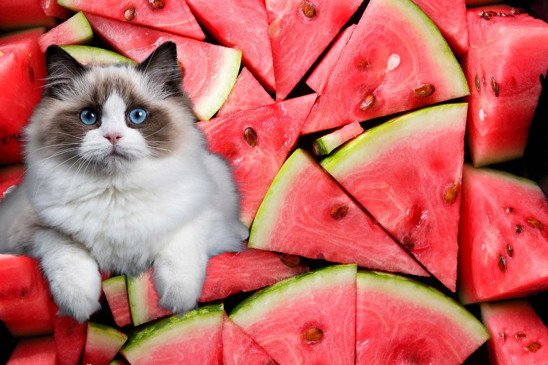 Katze Wassermelone Geben