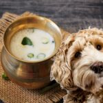 Buttermilch für Hunde