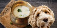 Buttermilch für Hunde