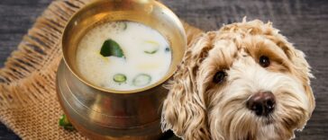 Buttermilch für Hunde