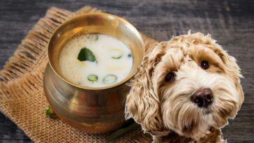 Buttermilch für Hunde