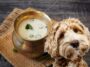 Buttermilch für Hunde