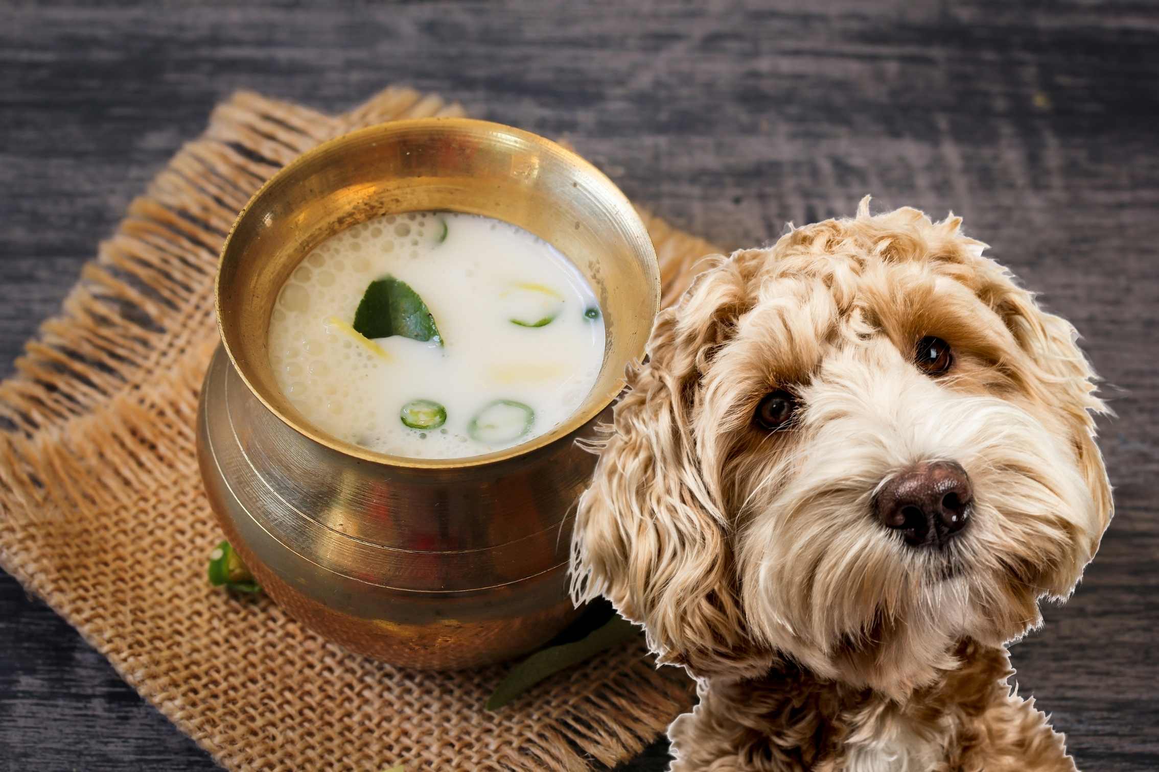 Buttermilch für Hunde