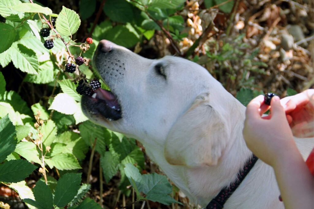Можно собакам клубнику. Собака ест клубнику. Собака ежевика. Собака ест ягоды. Собака ест землянику.