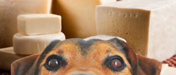 hund starrt auf käse - dürfen hunde käse essen?