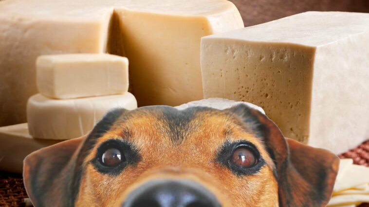 hund starrt auf käse - dürfen hunde käse essen?
