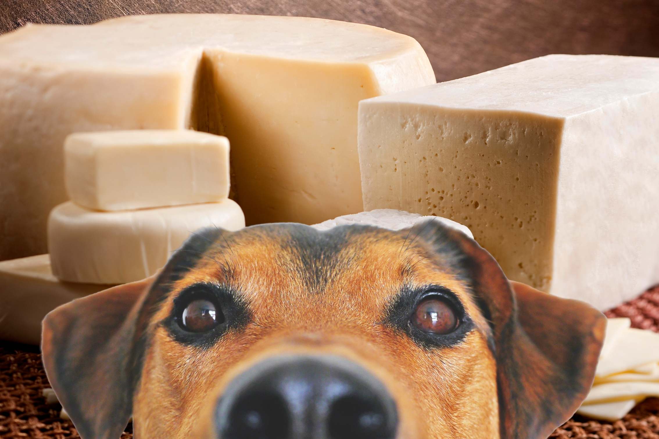 hund starrt auf käse - dürfen hunde käse essen?