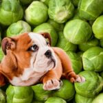 Hund in einem Feld voller Rosenkohl