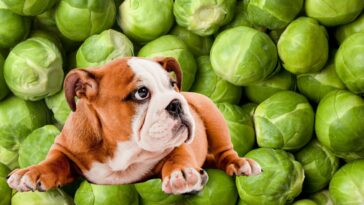 Hund in einem Feld voller Rosenkohl