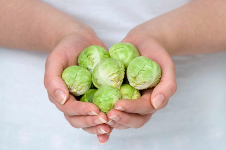 Dürfen Hunde Rosenkohl essen? Wir lüften das Geheimnis! Pfotenwiki