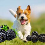 hund rennt durch brombeeren