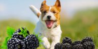 hund rennt durch brombeeren
