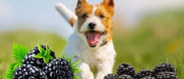 hund rennt durch brombeeren