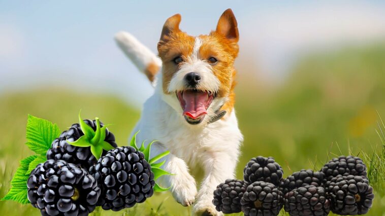 hund rennt durch brombeeren