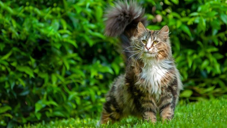 Katzengras