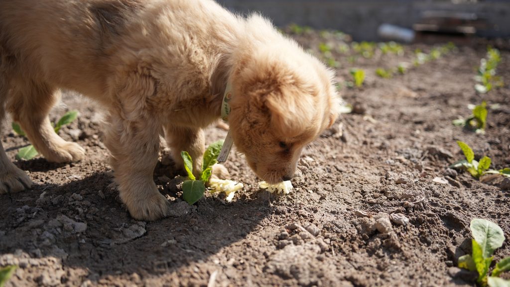 Welpe im Garten