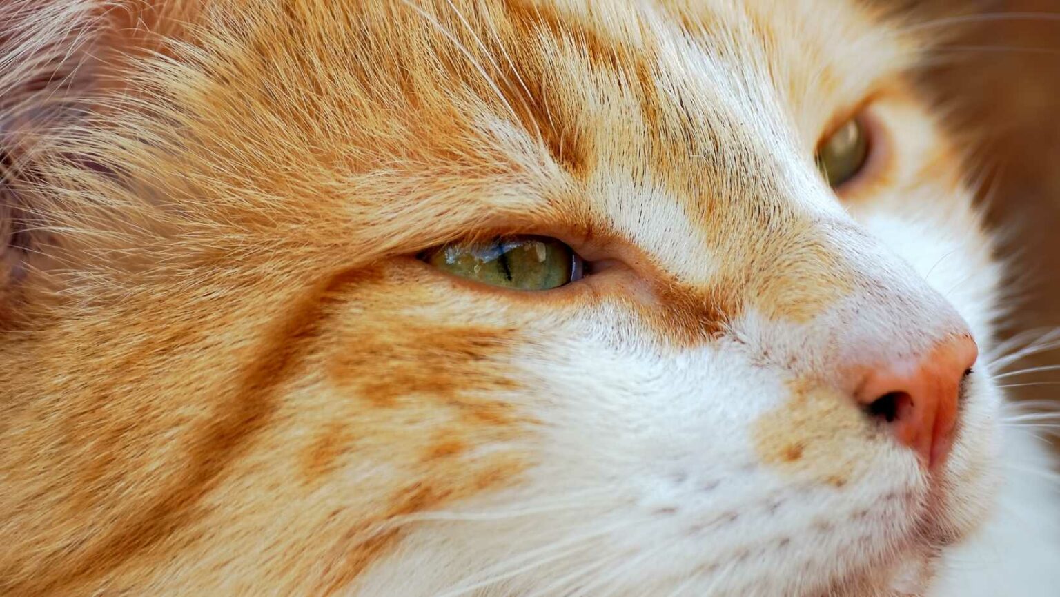 Rote Katzen Rassen, Fakten & Besonderheiten Das musst du wissen