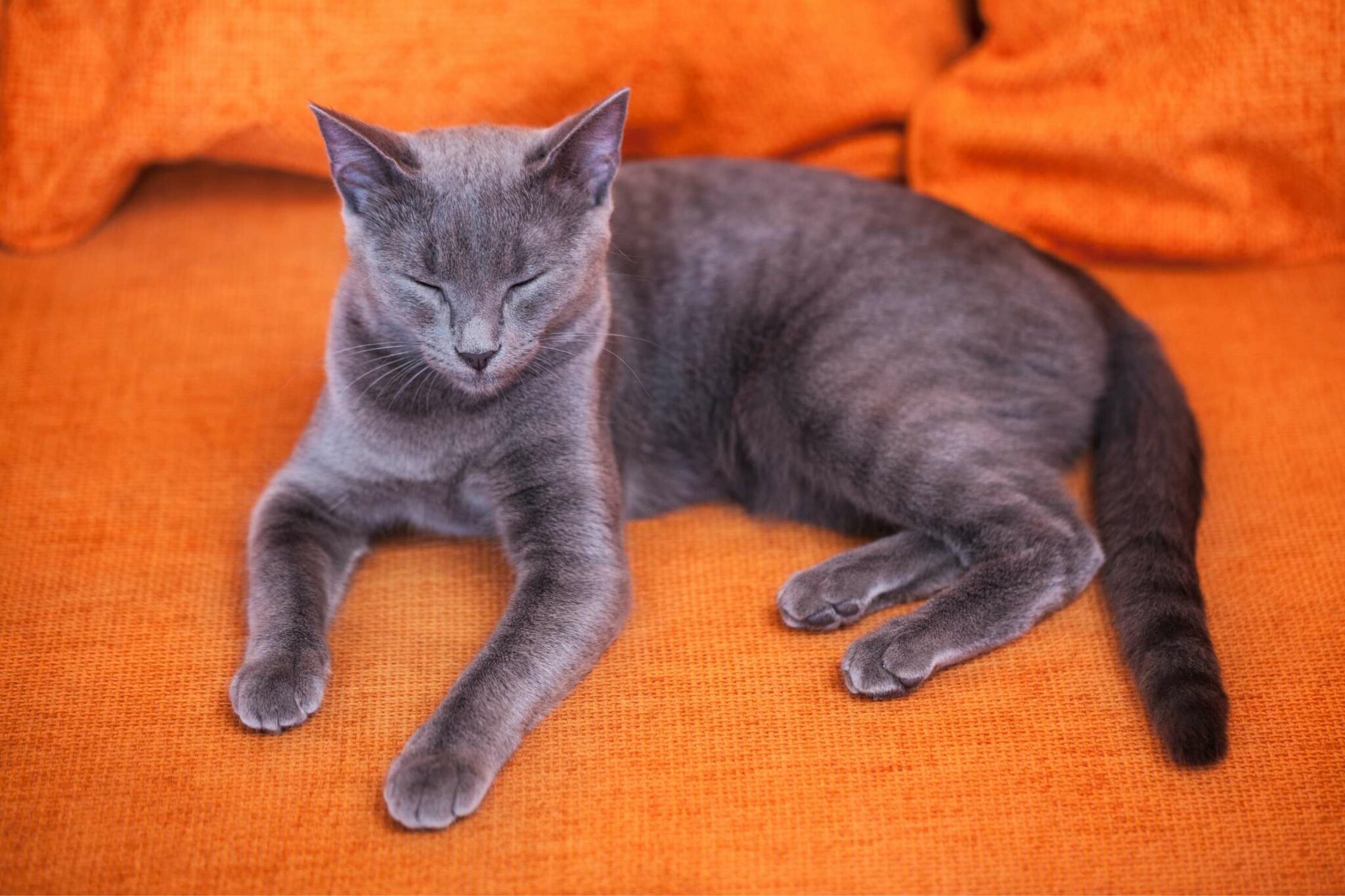 Russisch Blau Allergie für Allergiker? Erfahrungen & Tipps