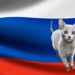 russische katzennamen katze vor russlandflagge