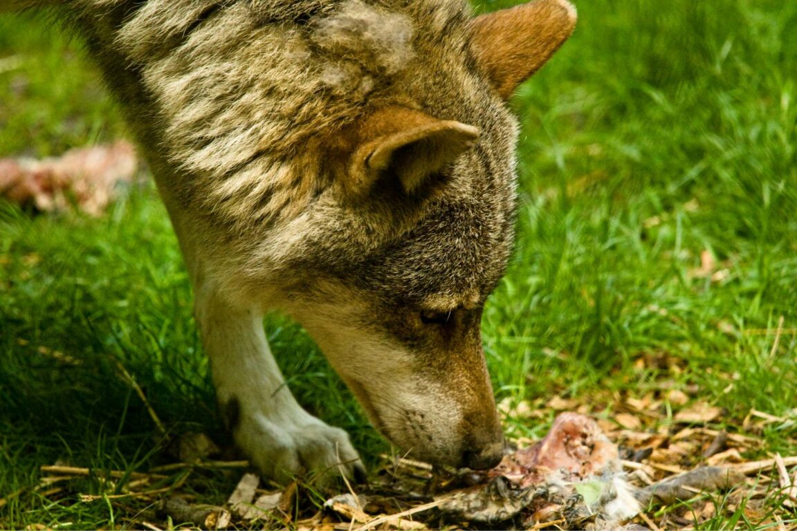 10 beeindruckende Wolfsarten (Fakten, Fotos & mehr) Pfotenwiki